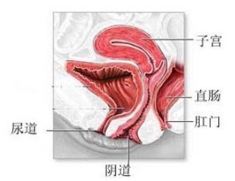 阴道结构示意图